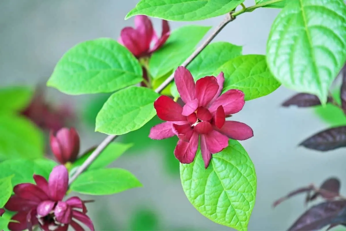 calycanthus flowers