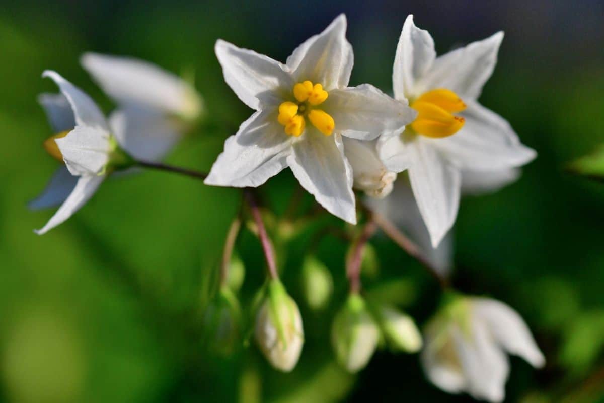 Carolina horse nettle