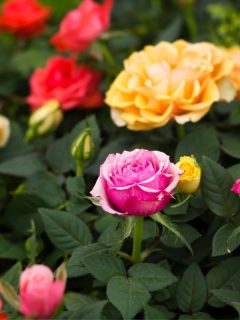 rose garden in warm toned colors