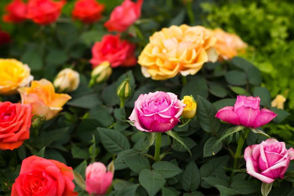 rose garden in warm toned colors