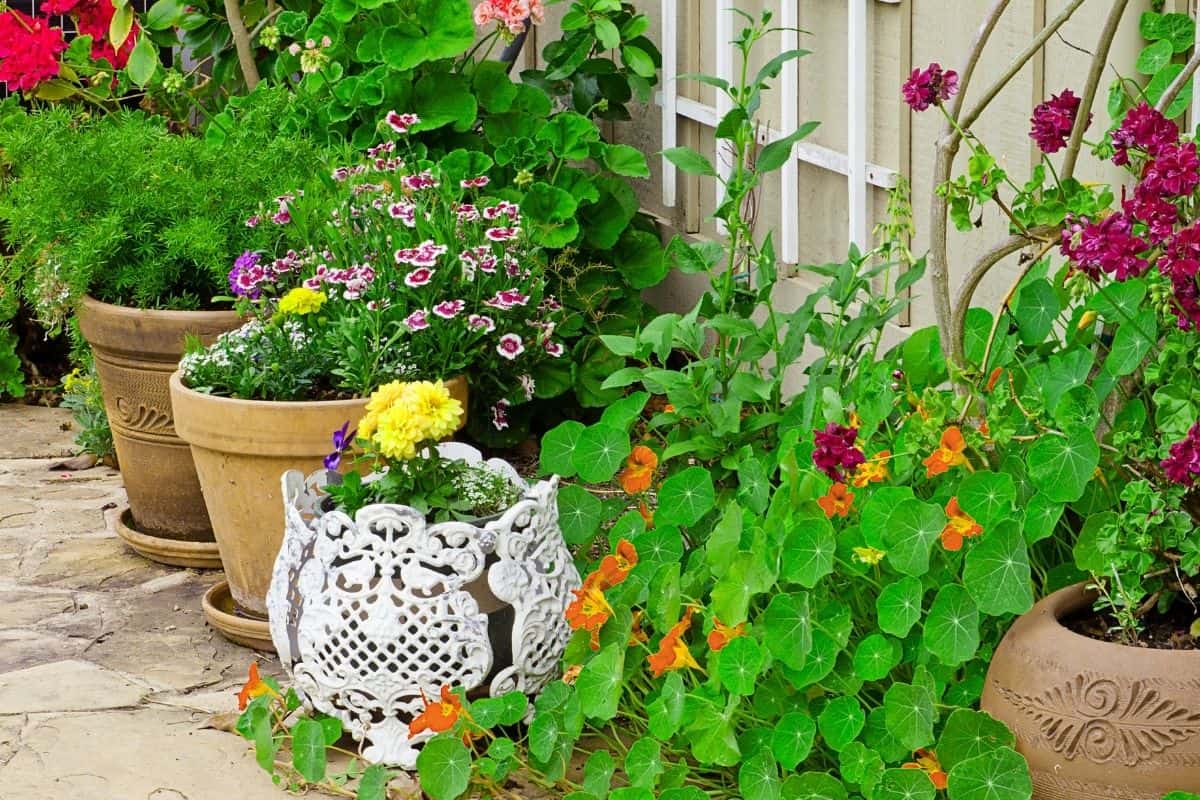 container garden on a rocky path