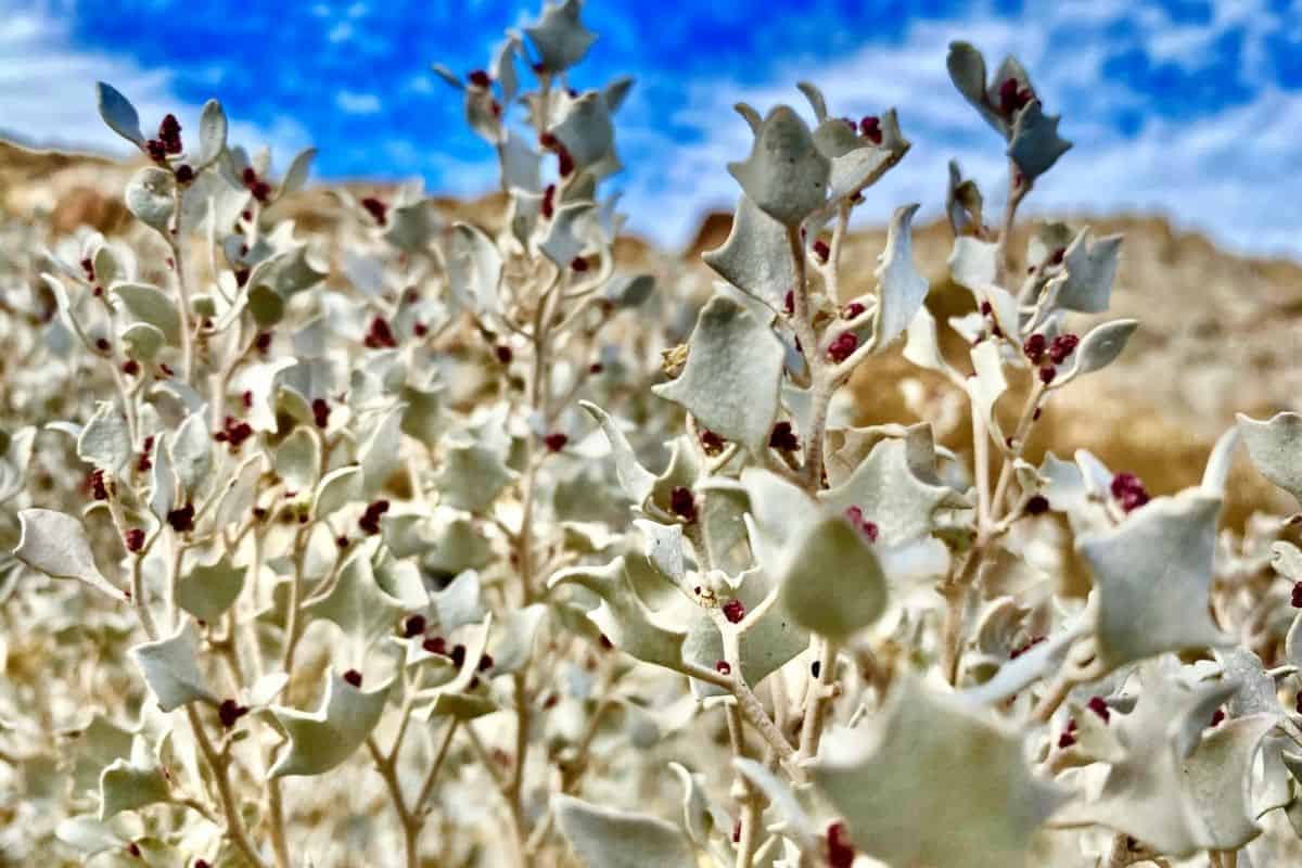 Desert holly