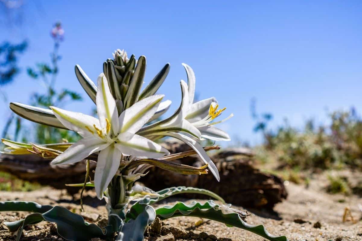 Desert lily