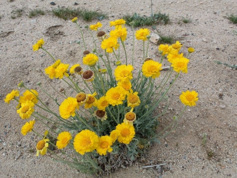 desert marigold