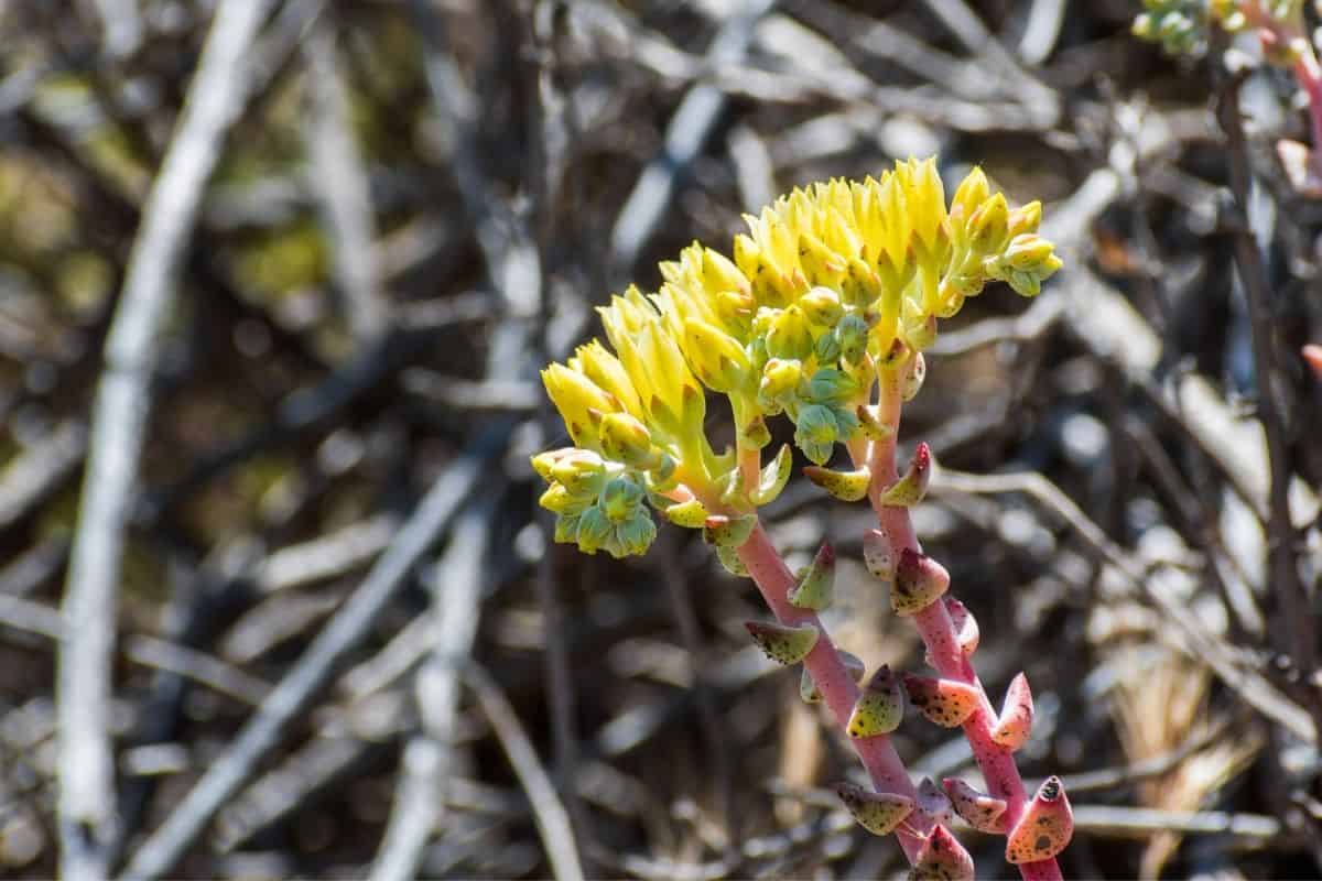 dudleya plant