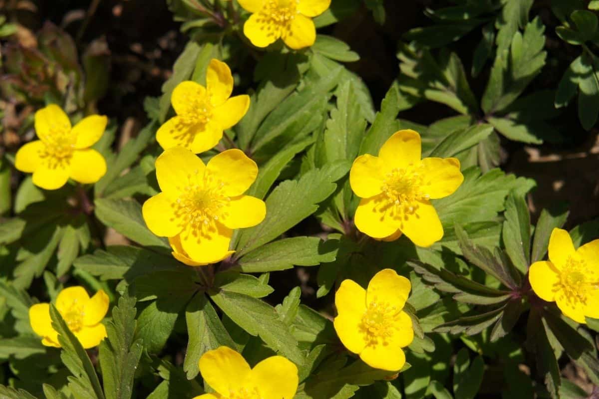 early buttercups