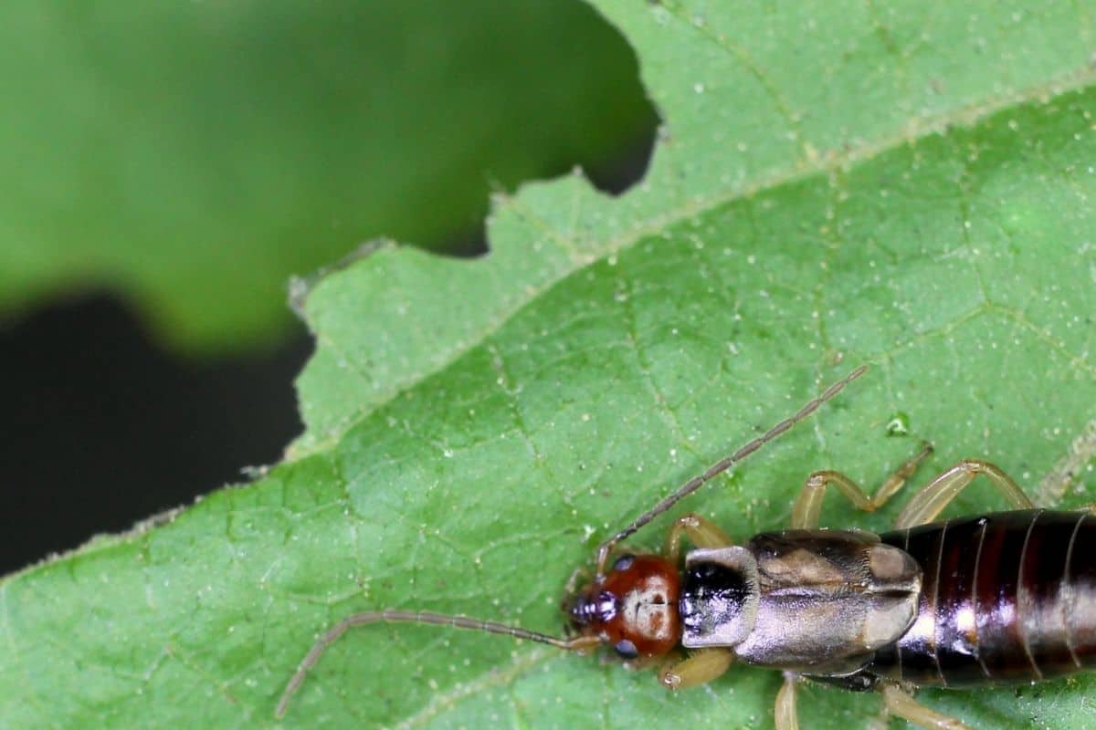 earwig damage on leaf