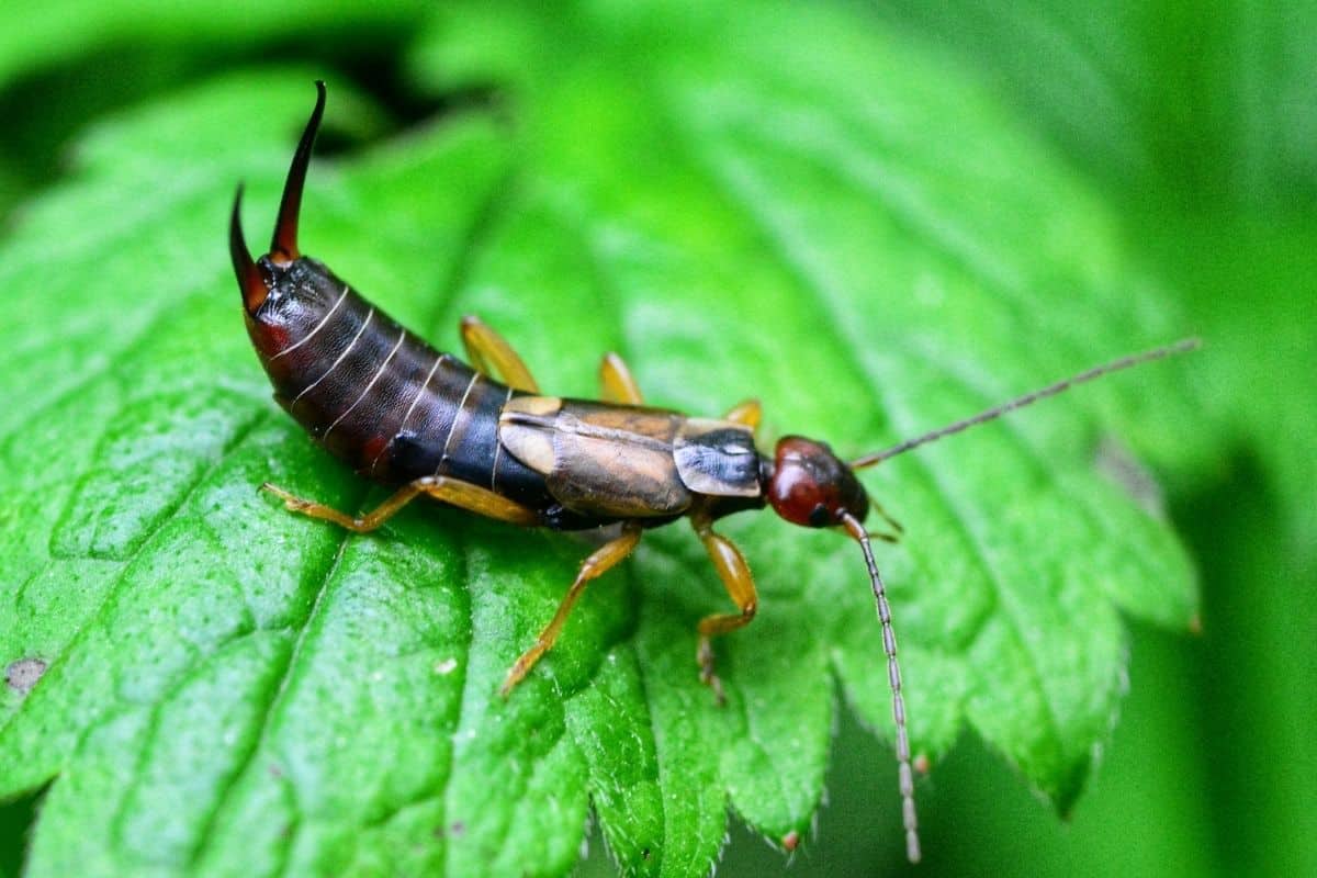 earwig on a leaf