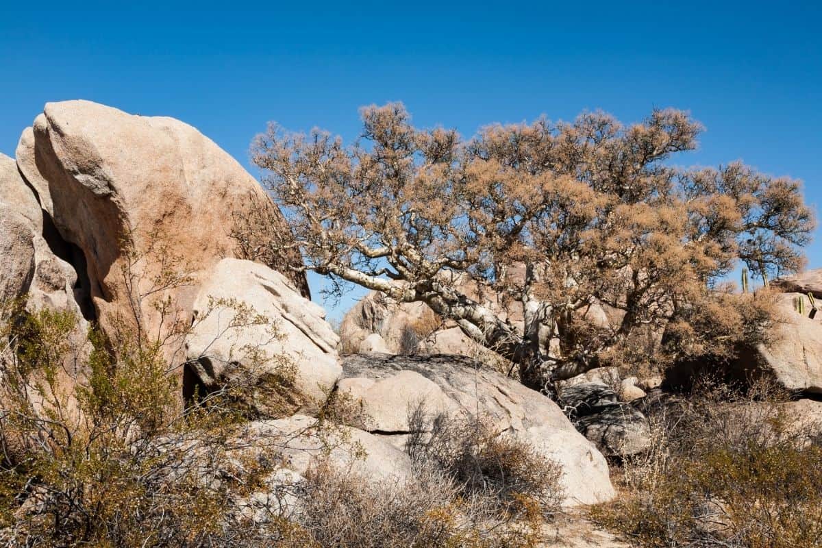 Elephant tree