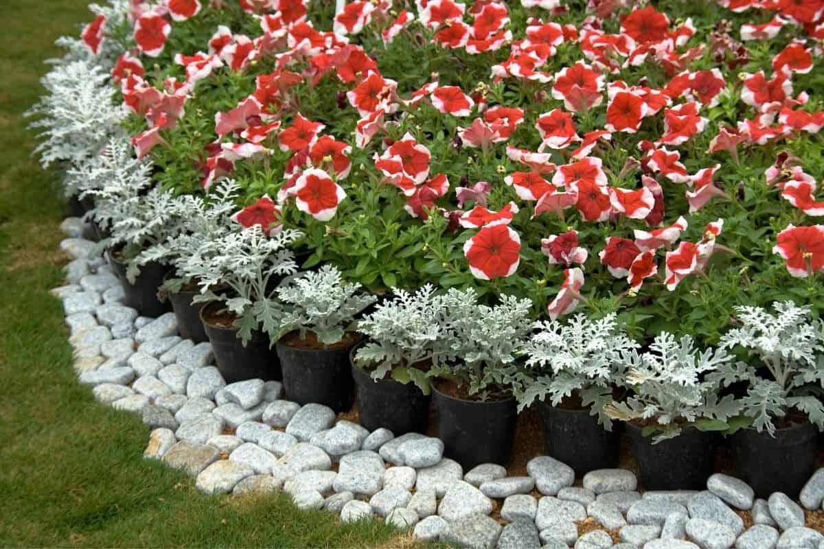 fairy ring made from rocks