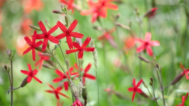 Alabama Native Plants List – 7 Amazing Flowers For Your Garden