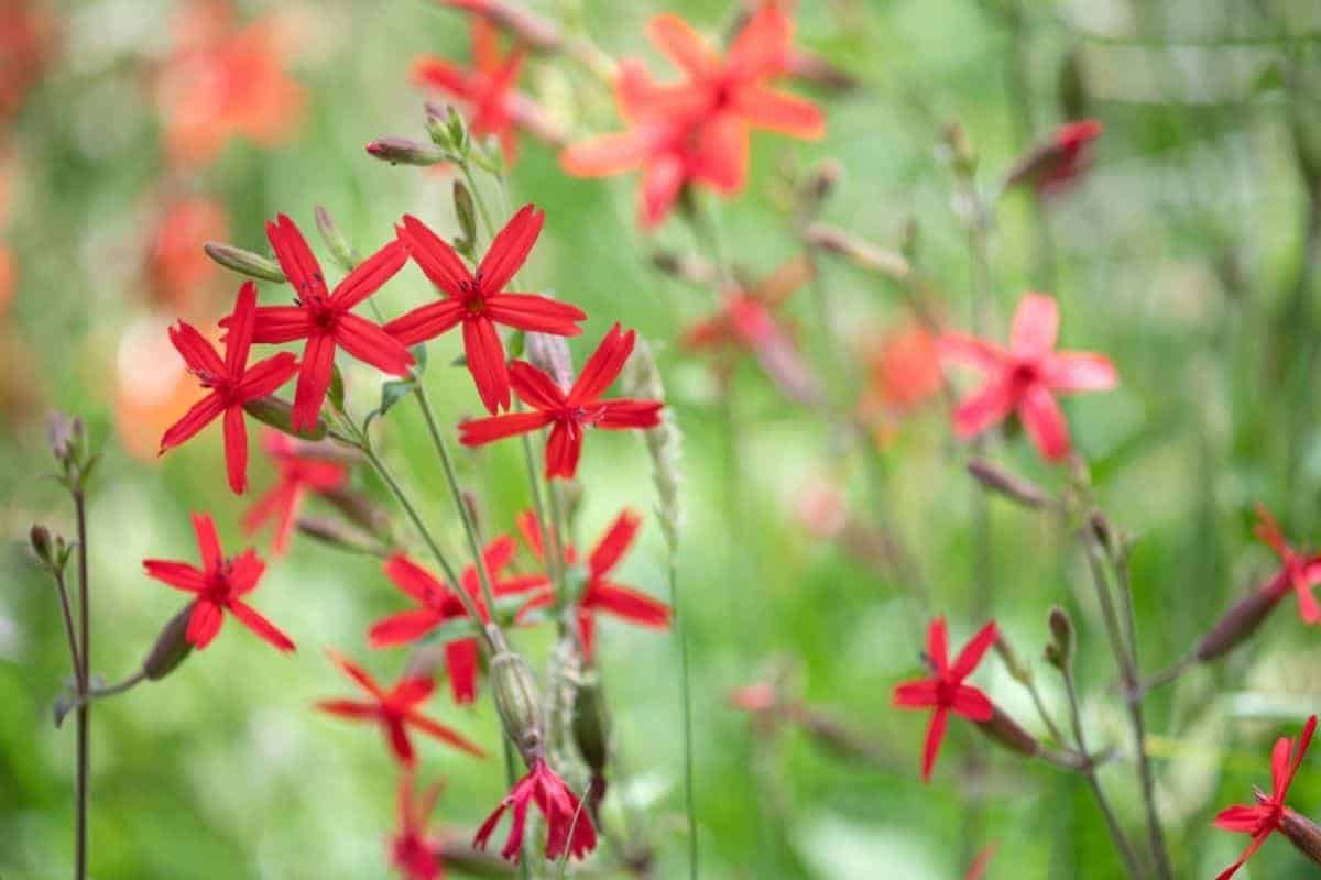 fire pink flowers