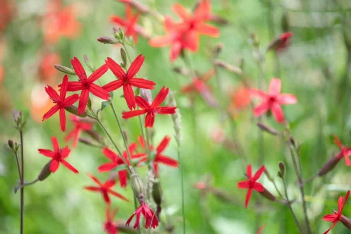 fire pink flowers