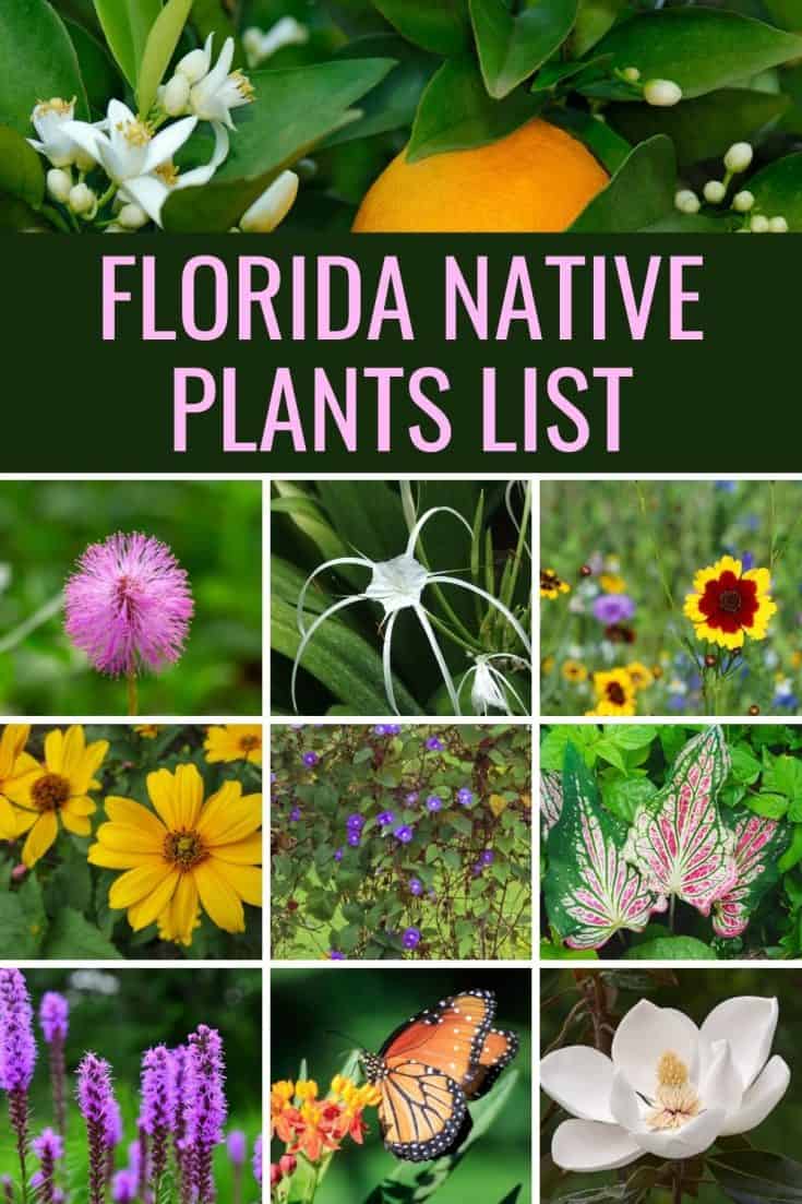 Florida Native Plants List 10 Flowers That Bloom With Beauty
