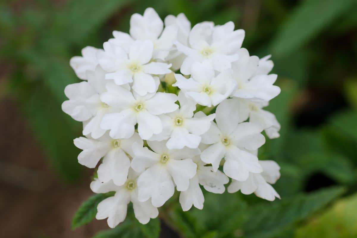 fragrant sand verbena