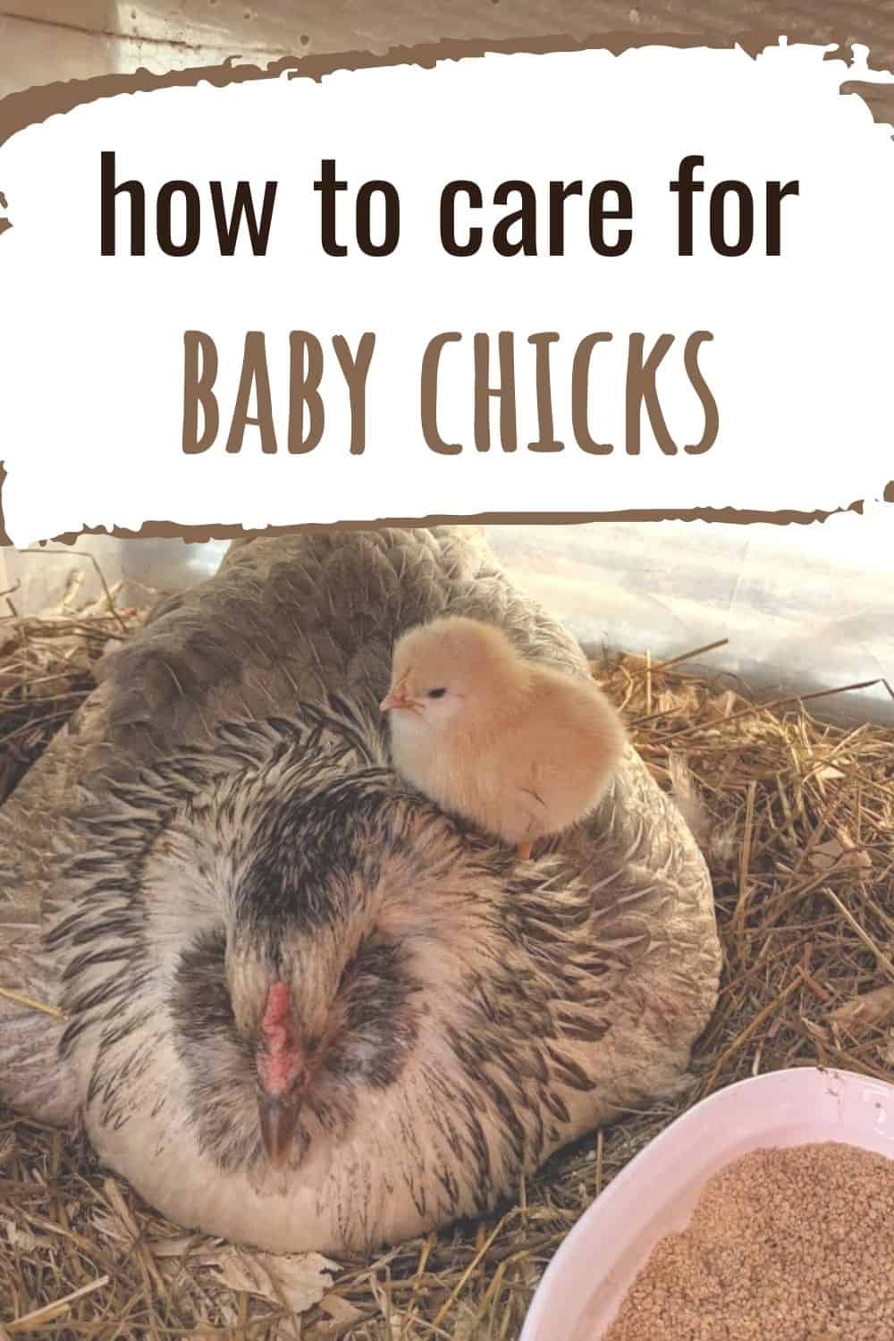 How to care for baby chicks