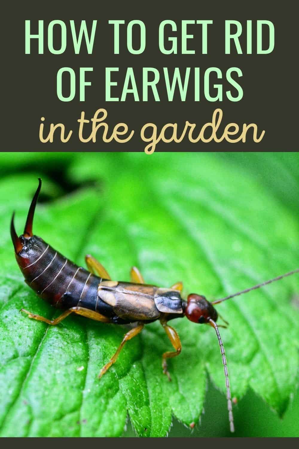 How to get rid of earwigs in the garden