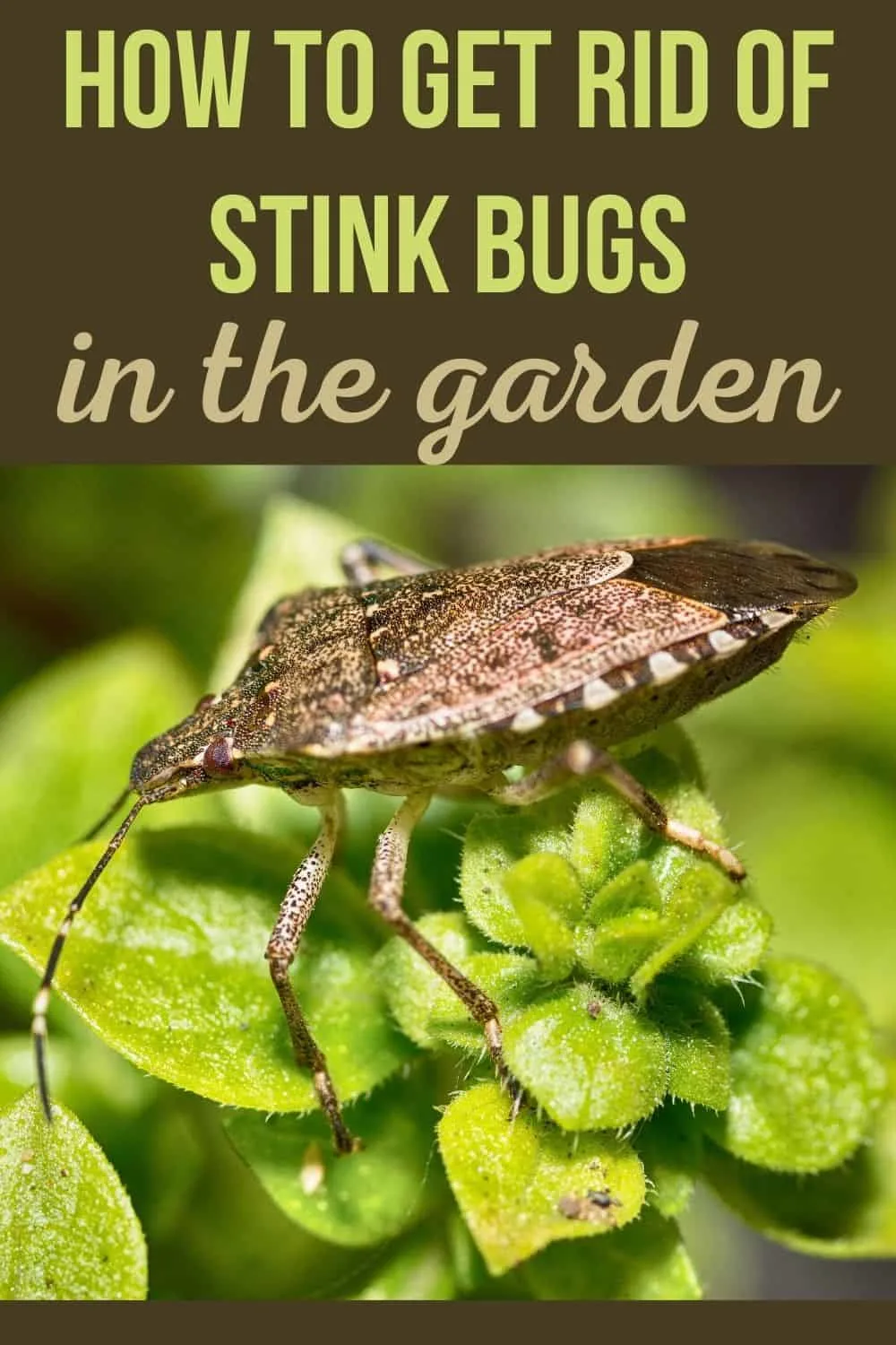 How to get rid of stink bugs in the garden