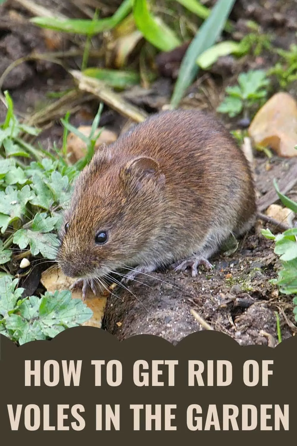 How to get rid of voles in the garden