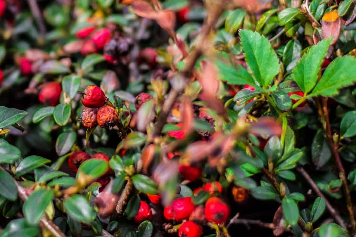 ilex vomitoria