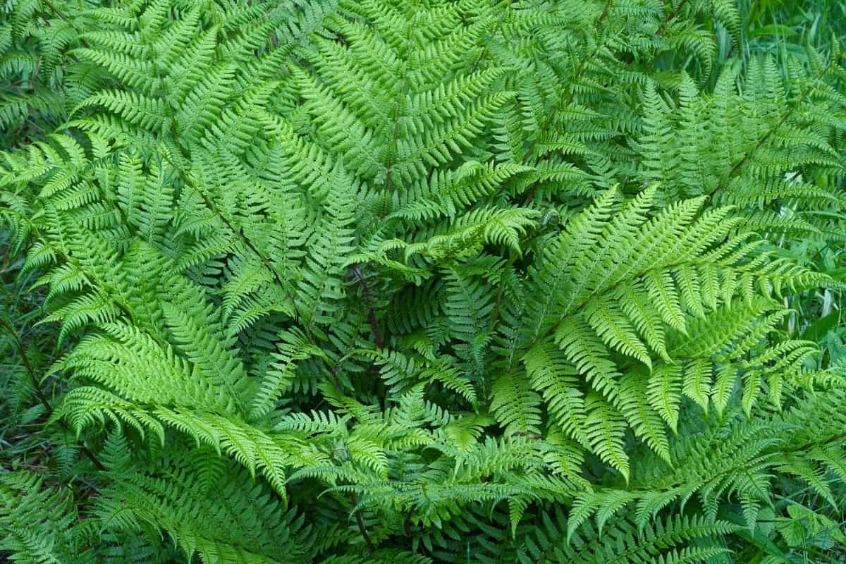 lady fern