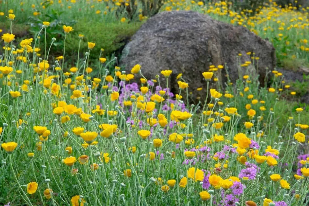 big boulder surrounded by flowers