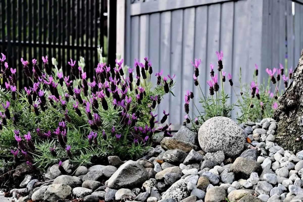 Beautiful lavender in front of a white fence and surrounded by rocks