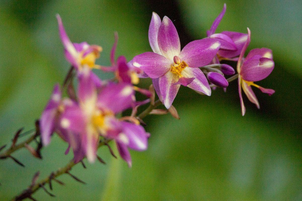 Many flower grass pink