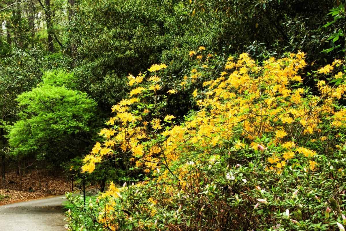 native azalea bush with yellow flowers