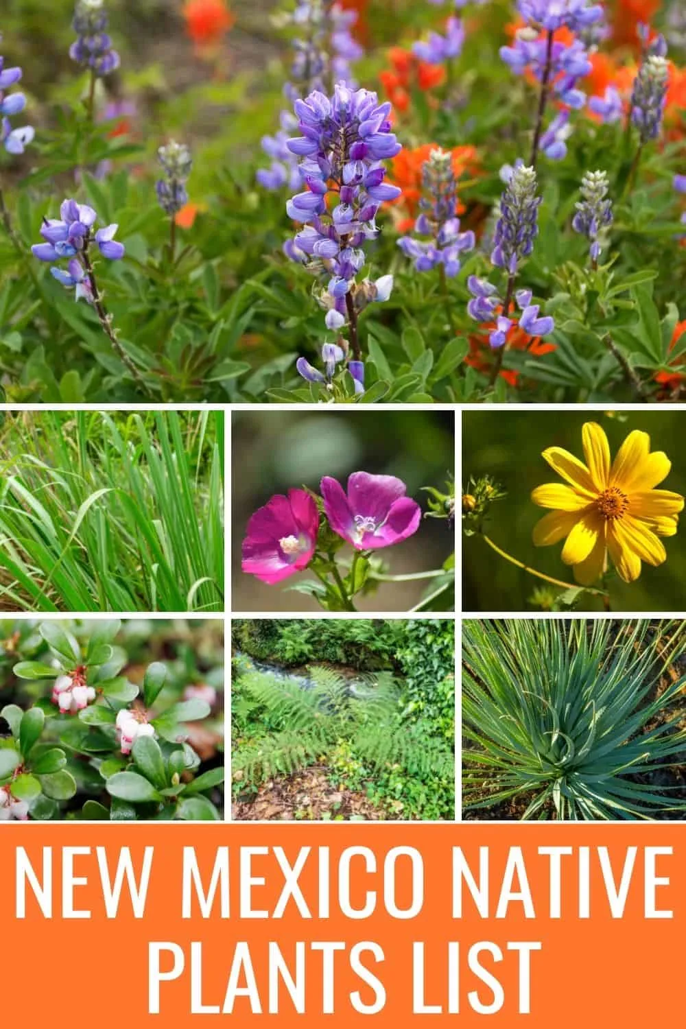 New Mexico native plants list
