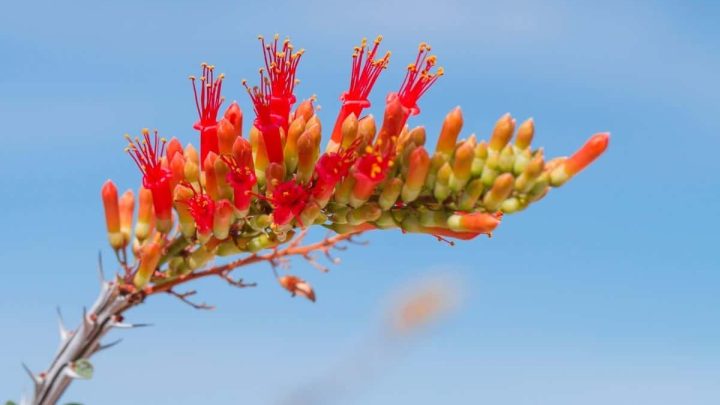 Arizona Native Plants List: 10 of the Grand Canyon State’s Most Remarkable Floral Representatives