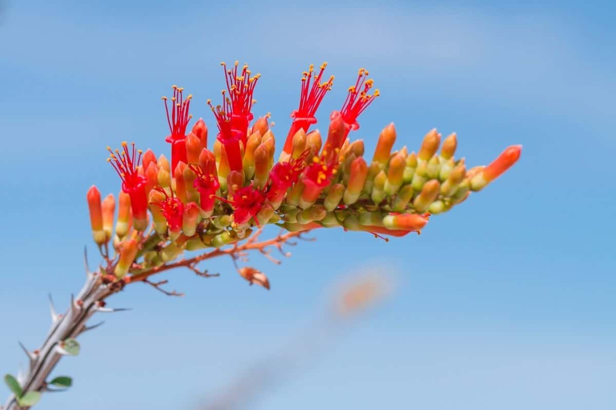 Ocotillo flower