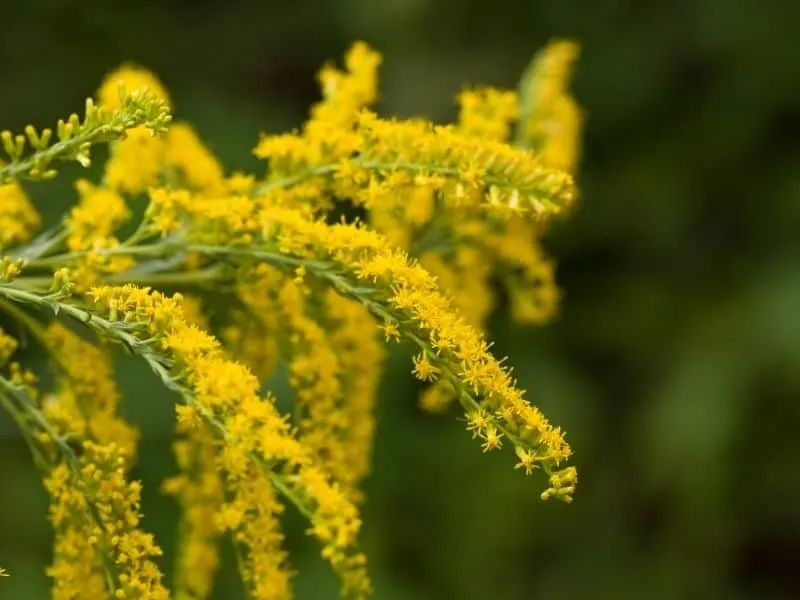 Ohio goldenrod