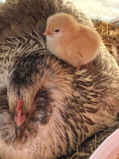 Easter egger chicken with her first baby chick