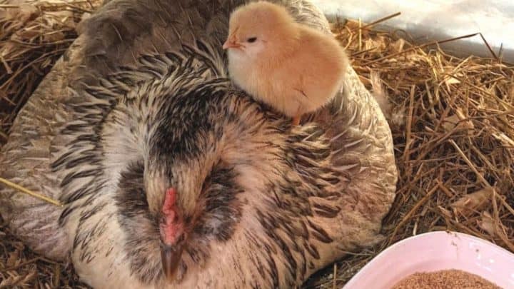 How To Care For Baby Chicks – Guide To Raising Chickens In Your Backyard