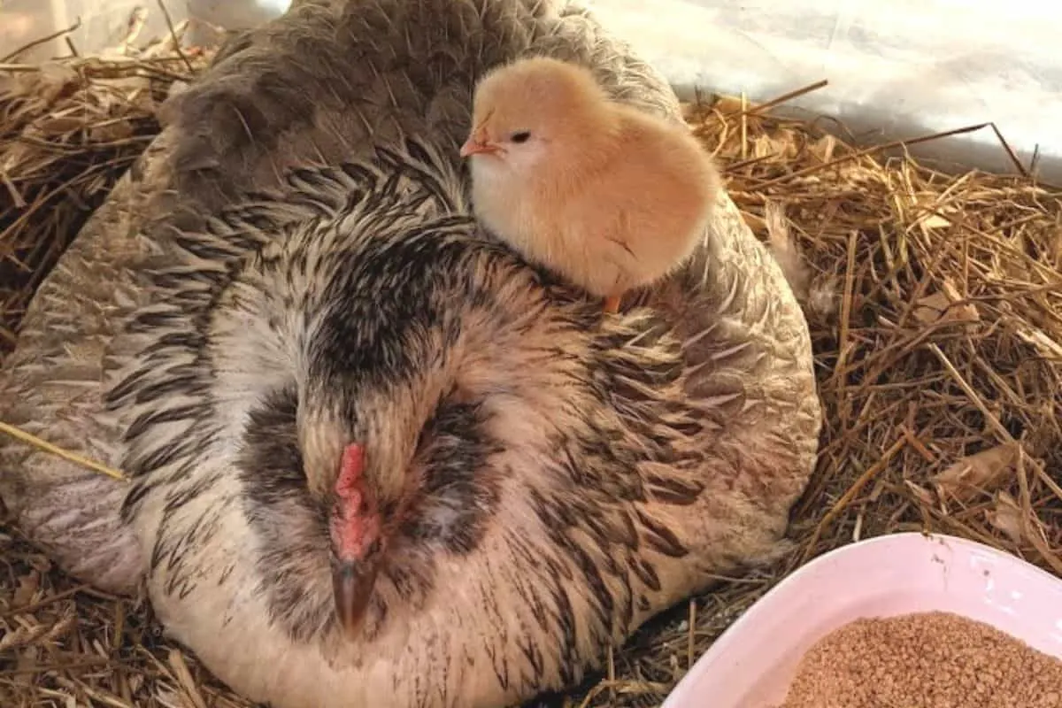 Easter egger chicken with her first baby chick