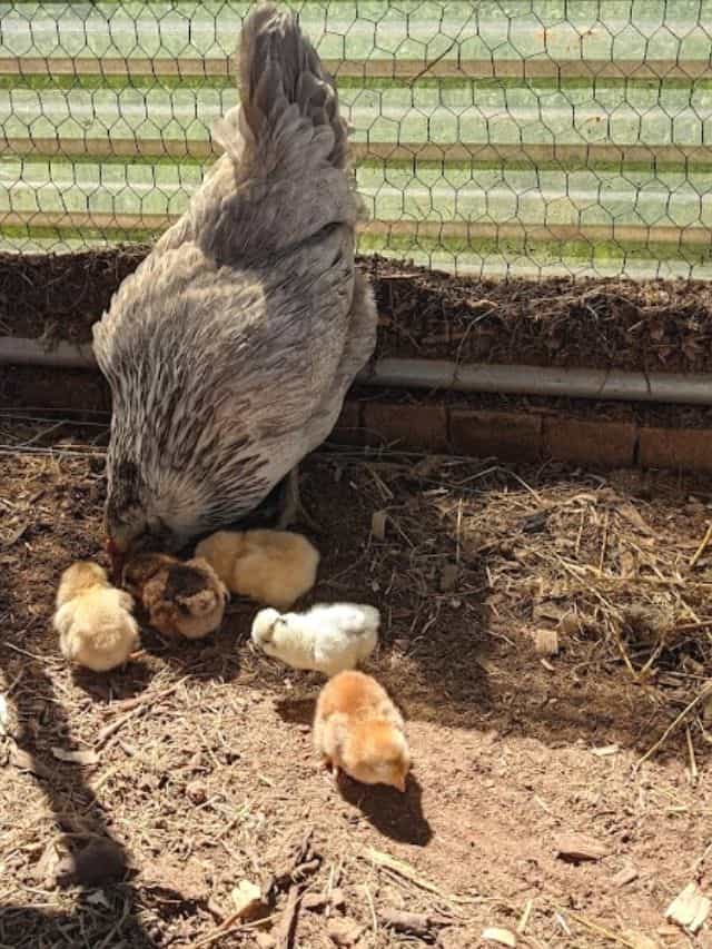 momma hen teaching her babies to scratch