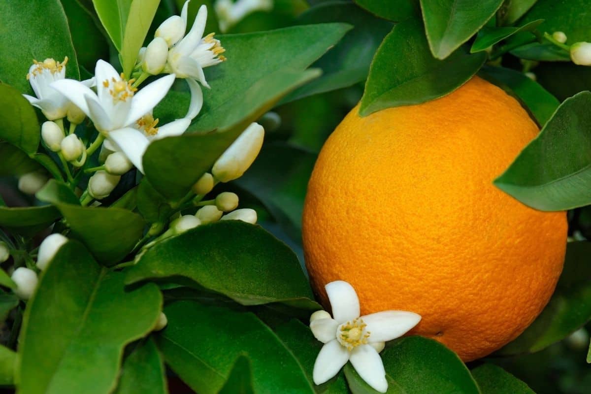 orange blossoms and fruit