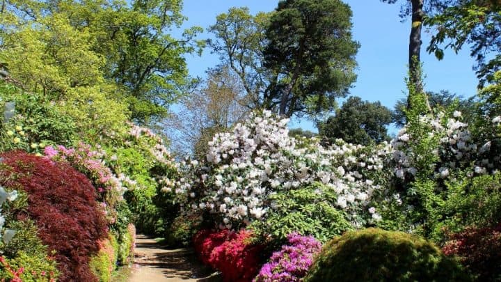 6 Inspiring Ideas For Landscaping With Small Shrubs