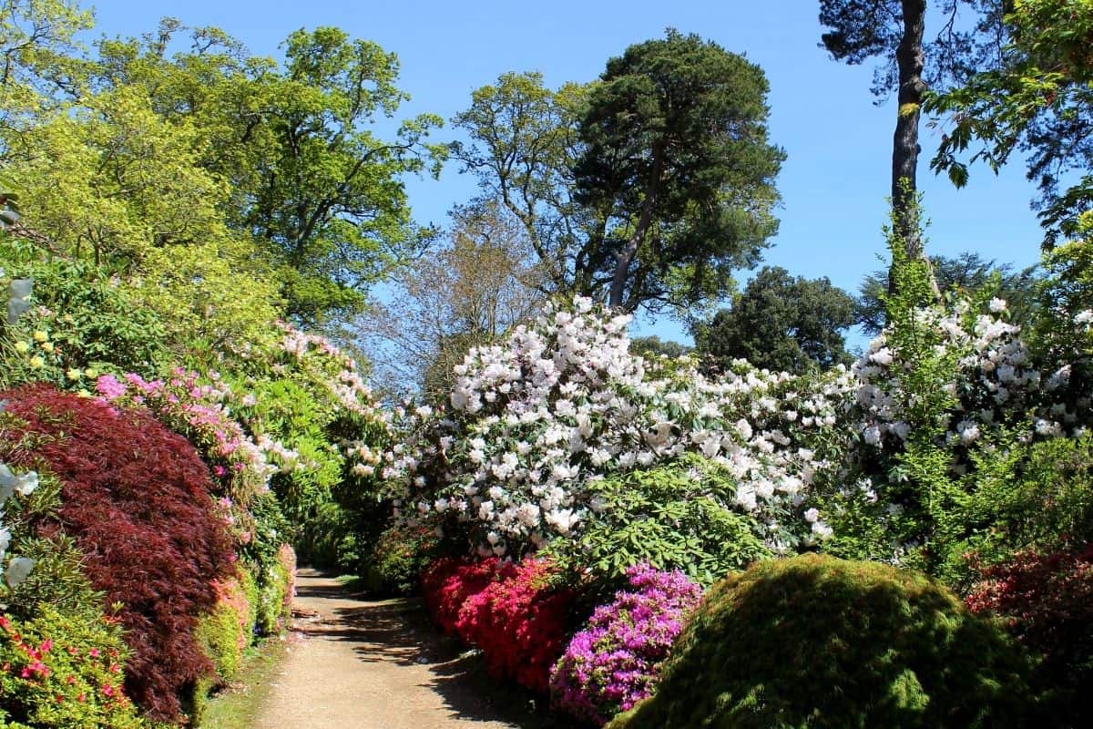 pathway lined with bloming shrubs