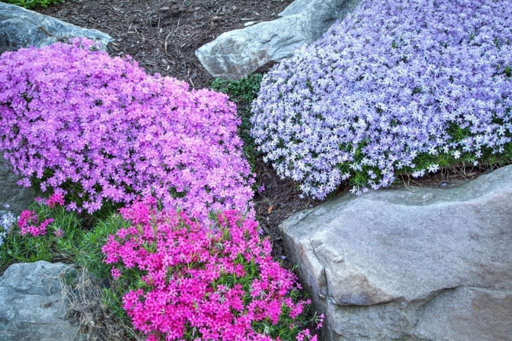 phlox ground cover betweeen large boulders