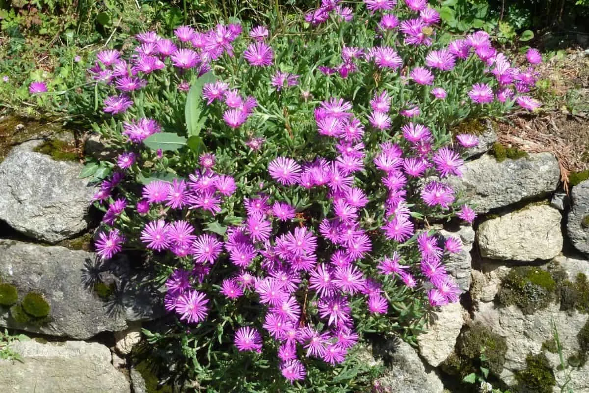 pink asters cascading over a rock wall