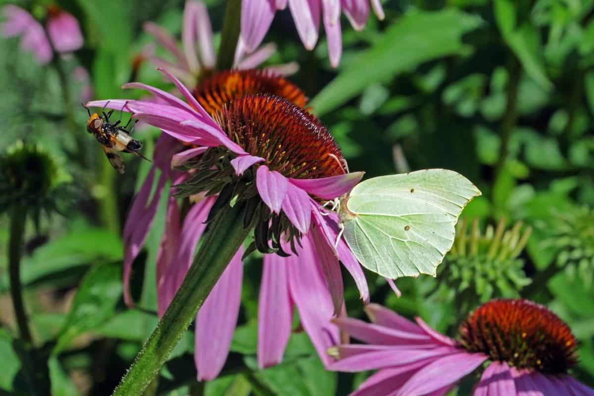 pollinators on purple coneflower