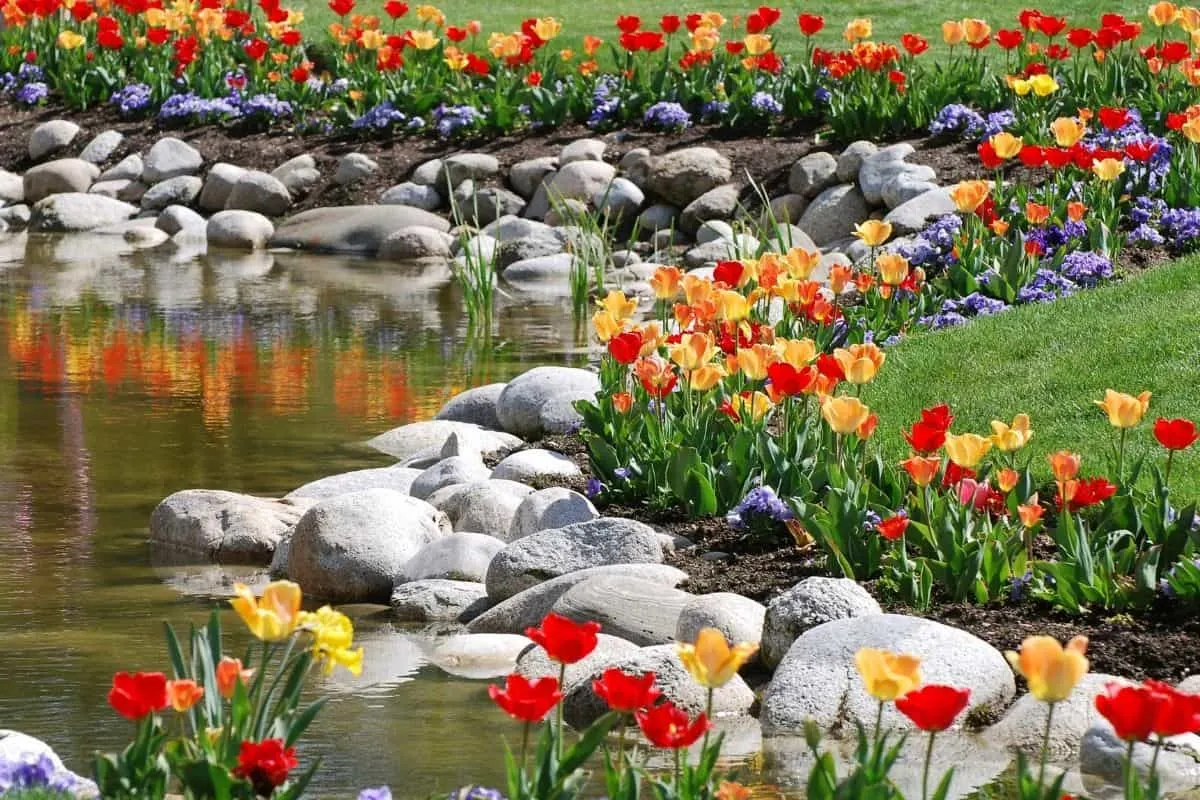 rocks and tulips bordering a pond