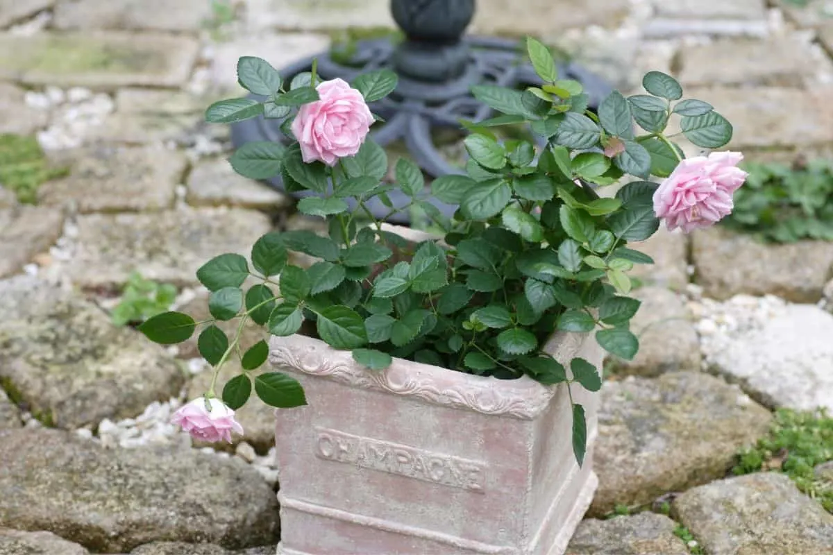 pink roses in ceramic container