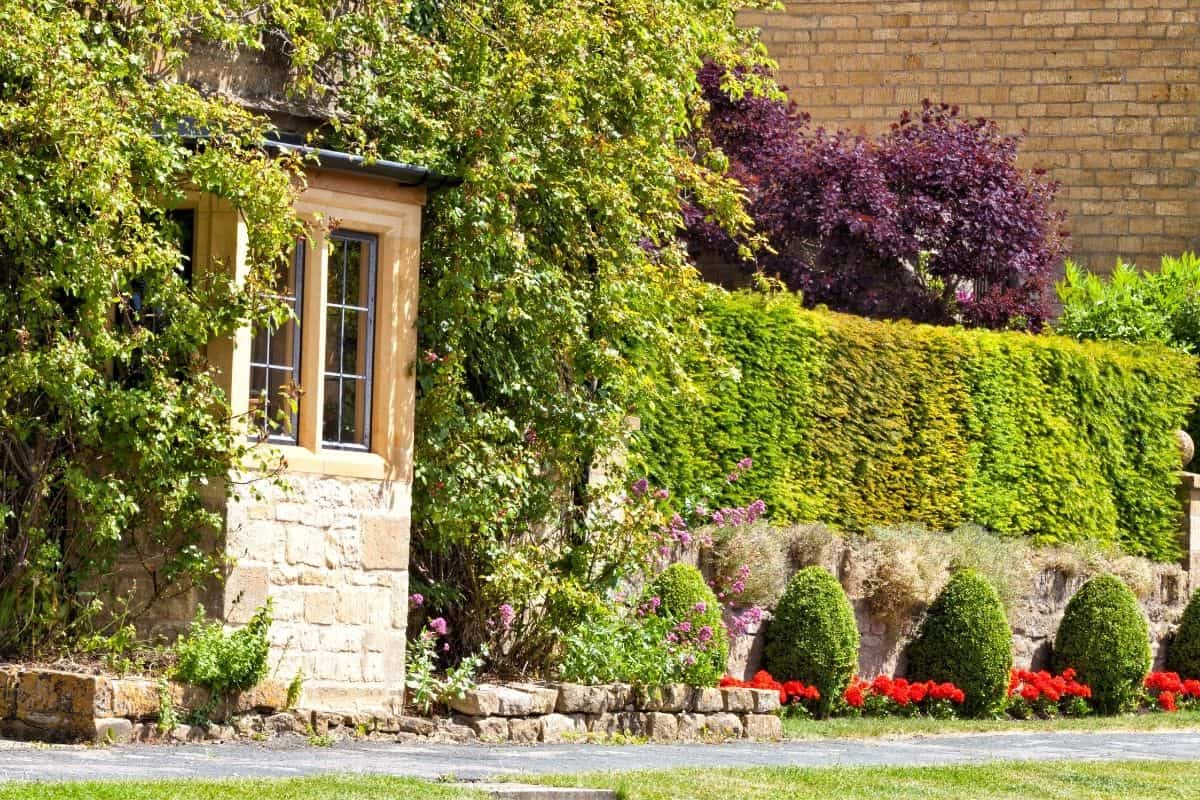 privacy hedge made of small shrubs