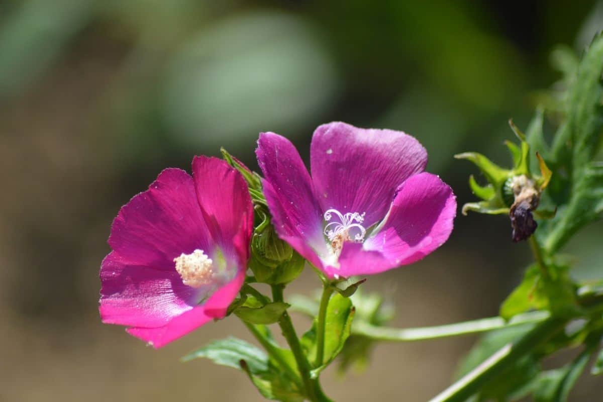 purplr poppy mallow