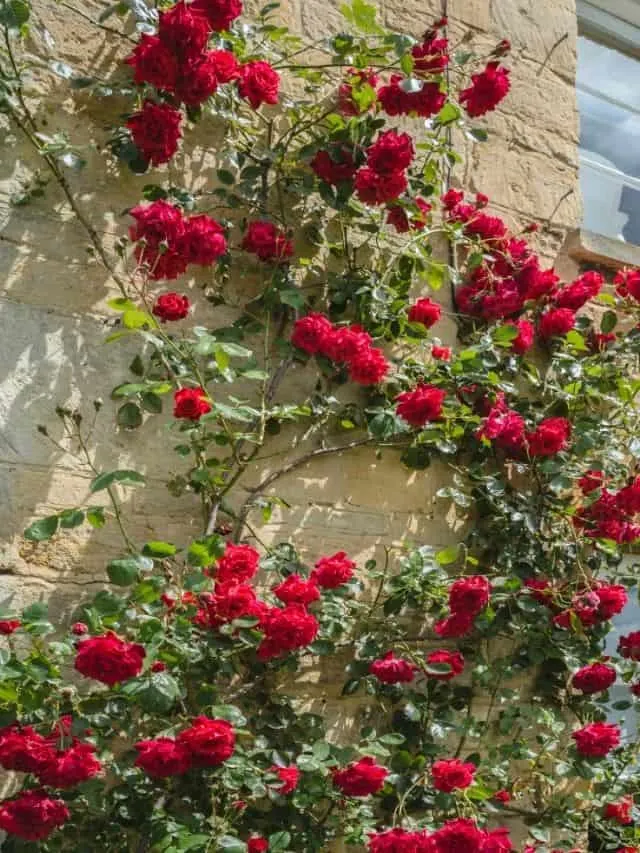 red roses growing up a wall