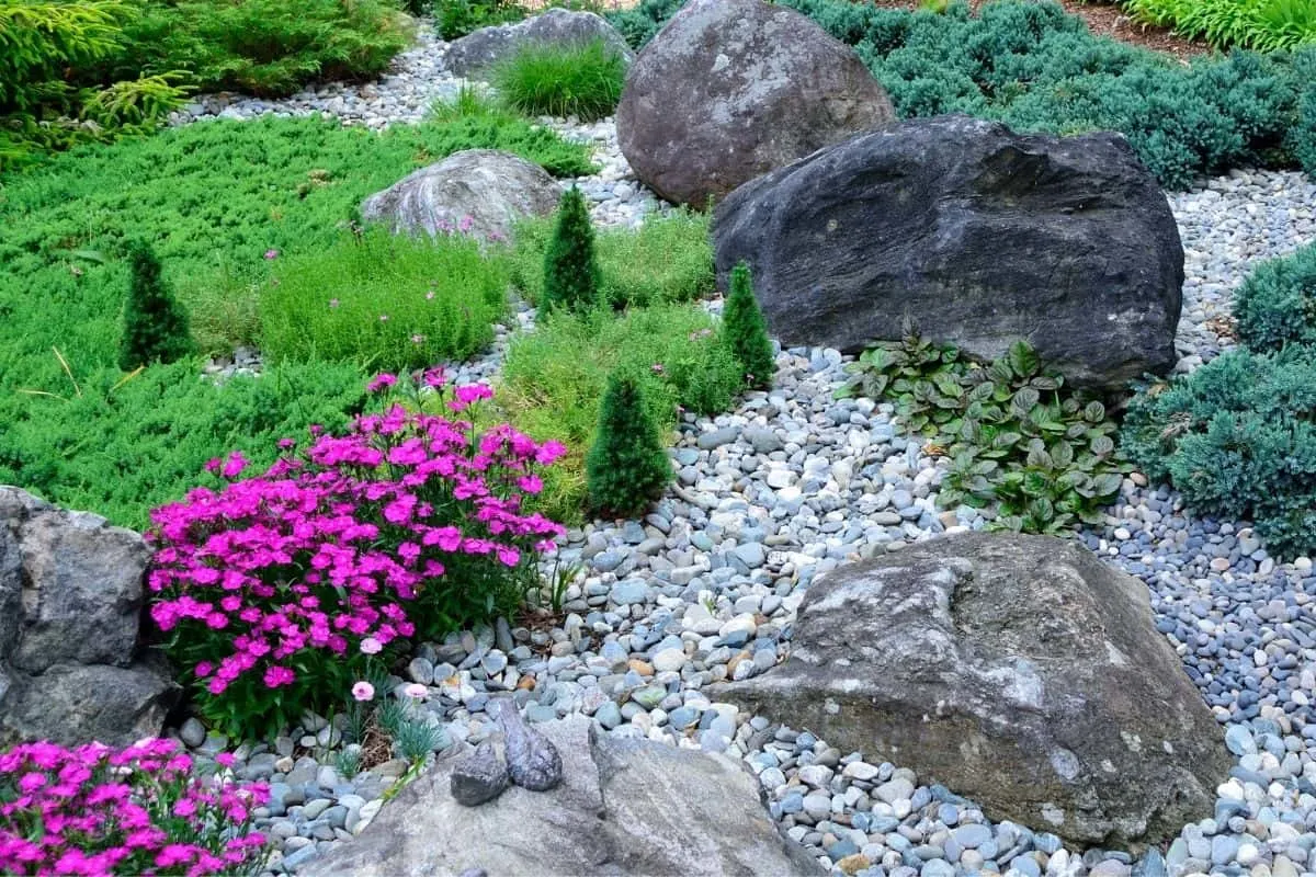 bright pink flowers amongst rocks and boulders