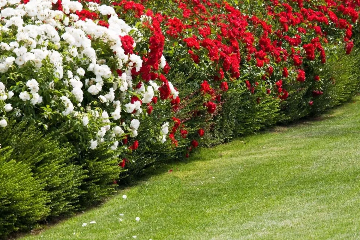 red and white rose hedge